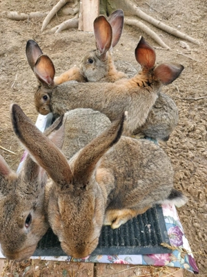 Iepuri UG de vanzare 3 luni 100 lei buc