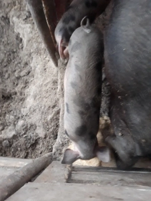 Vand purcei  dau si pe bucate - imagine 2