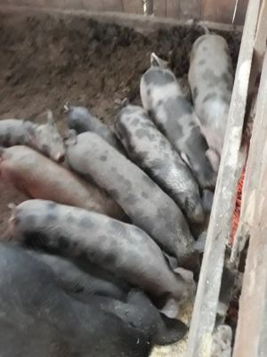 Vand purcei  dau si pe bucate