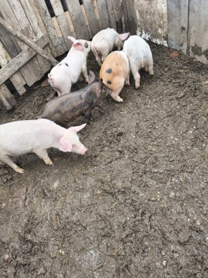 vând purcei și Godini  - imagine 5