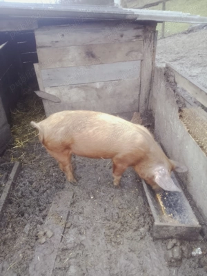 Vând 7porci,2vieri și 5purcele - imagine 5