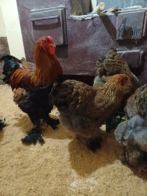 Cocosi Brahma Potârnichiu - imagine 2