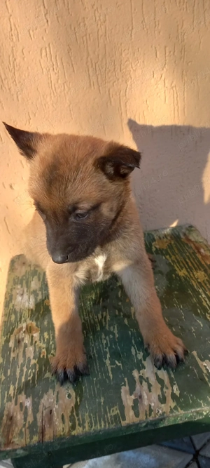 Ciobanesc belgian  - imagine 3