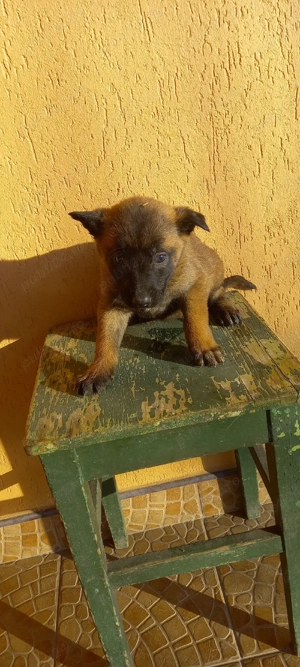 Ciobanesc belgian  - imagine 4