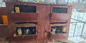 Cusca pentru iepuri - imagine 2