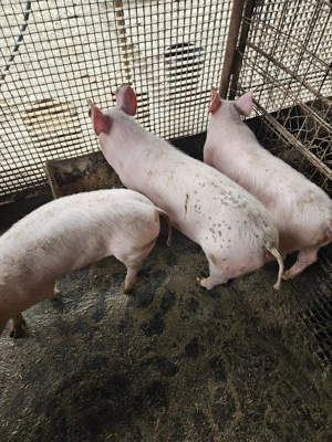 Purcei  porci - imagine 5