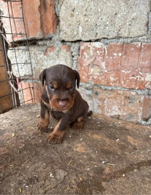 Pui Jagd terrier JagdTerrier