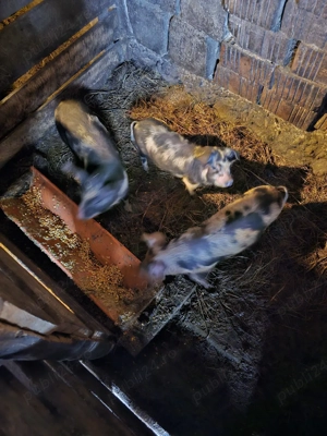 Vând purcei  - imagine 3