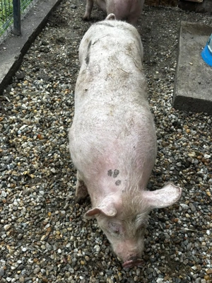 Porci de vânzare  - imagine 3