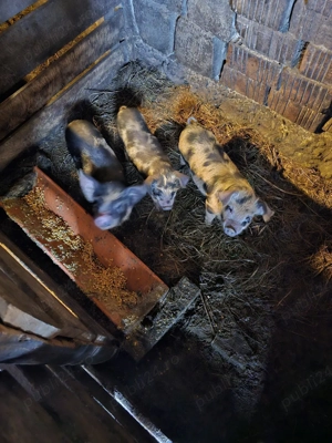 Vând purcei  - imagine 4