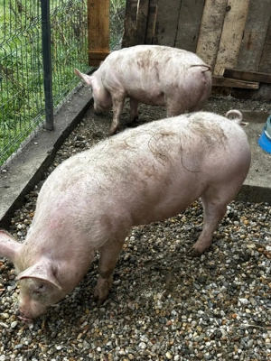 Porci de vânzare 
