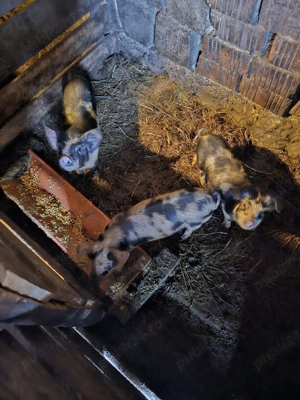 Vând purcei  - imagine 2