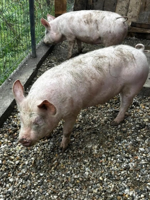 Porci de vânzare  - imagine 4