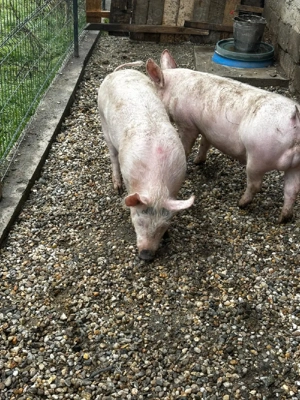 Porci de vânzare  - imagine 5