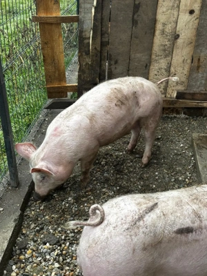 Porci de vânzare  - imagine 2