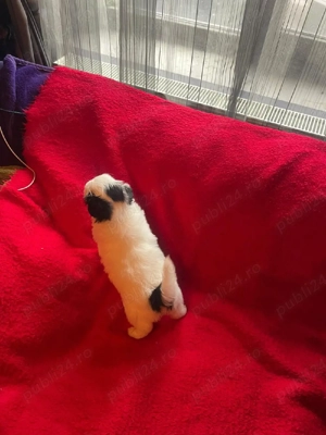 Bichon Havanez.Baiat Bishon.Bison - imagine 2