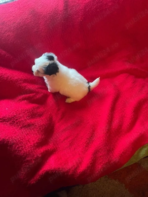 Bichon Havanez.Baiat Bishon.Bison - imagine 3