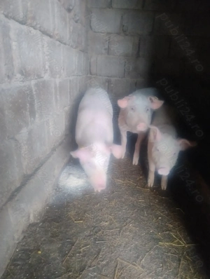 De vânzare 3 șoldani, informații la telefon  . - imagine 3