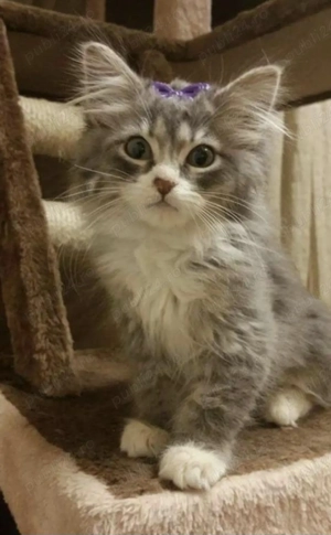 Norvegiană de Pădure 