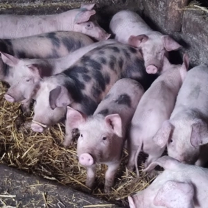 Purcei de vanzare - imagine 2