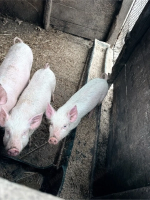 vand purcei 2-3 luni - imagine 3