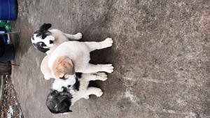 Căței asia centrală  - imagine 4