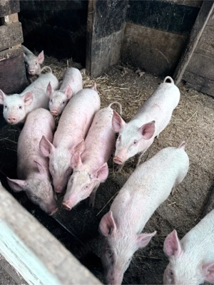 vand purcei 2-3 luni