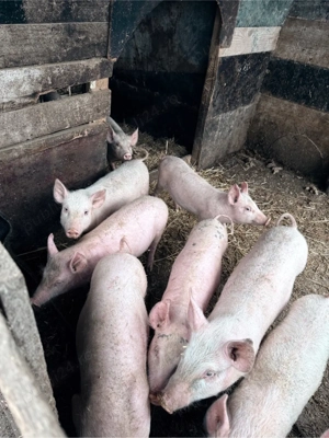 vand purcei 2-3 luni - imagine 5