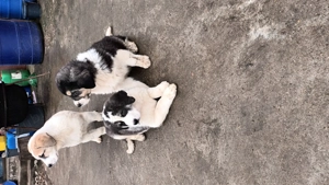 Căței asia centrală  - imagine 2