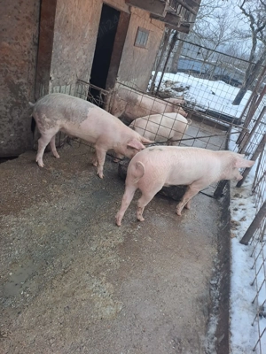 Porci de vanzare in Curtea de Arges - imagine 3