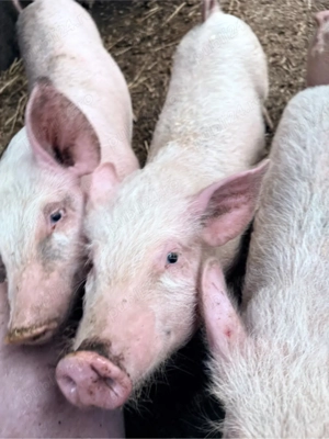 vand purcei 2-3 luni - imagine 4