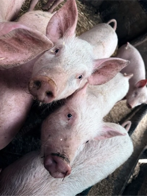 vand purcei 2-3 luni - imagine 2