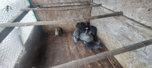 Vând iepuri, uriasul belgian