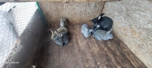 Vând iepuri, uriasul belgian - imagine 3