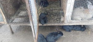 Vând iepuri, uriasul belgian - imagine 2