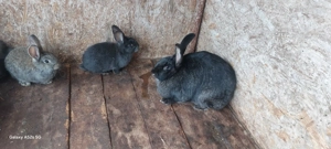 Vând iepuri, uriasul belgian - imagine 5