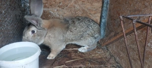 Vând iepuri, uriasul belgian - imagine 4