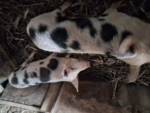 Vand o scroafa si un porc de 6 luni au in jur de 25-30 kg.