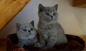 British shorthair