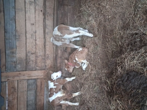 Vand 3 taurasi frumosi - imagine 2