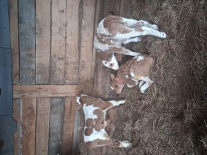 Vand 3 taurasi frumosi