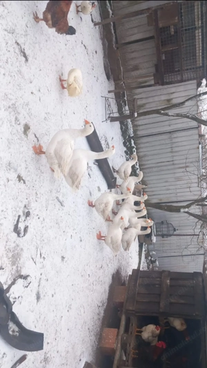 Gâște românești și rațe de vânzare! - imagine 2