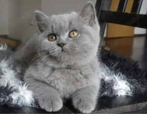British shorthair puiuți - imagine 4