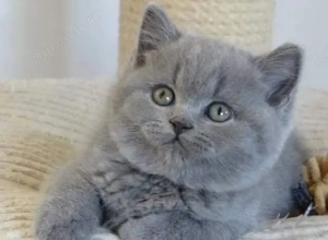 British shorthair puiuți