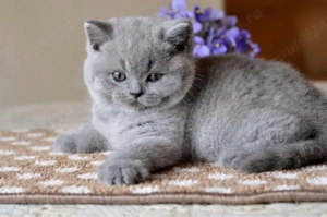 British shorthair puiuți - imagine 2