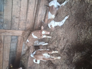 Vand 3 taurasi frumosi - imagine 5