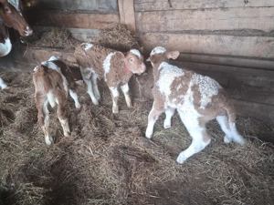 Vand 3 taurasi frumosi - imagine 4