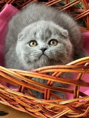 Scottish fold pui - imagine 4