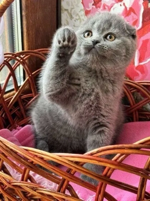 Scottish fold pui - imagine 3