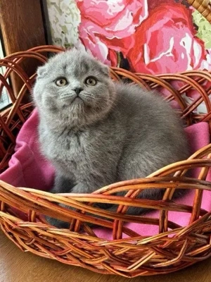 Scottish fold pui - imagine 1